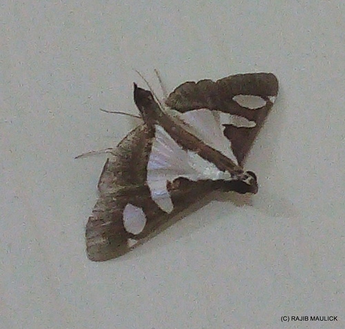 Bicoloured Pearl