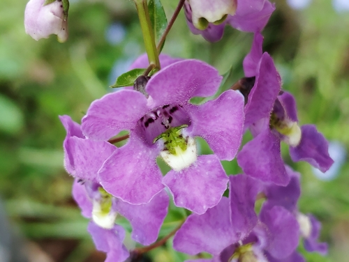 Angelonia sauvage