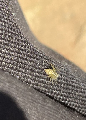 Striped Lynx Spider