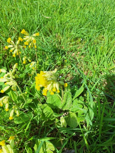 Cowslip