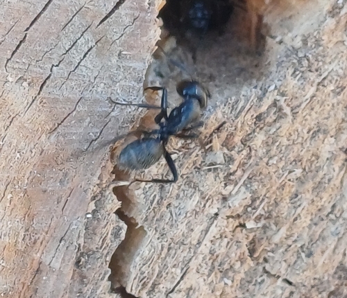 Hairy Carpenter Ant