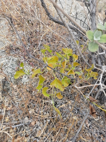 iNaturalist observation photo of four o'clocks