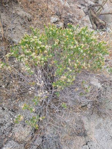 iNaturalist observation photo of American threefold