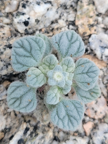 iNaturalist observation photo of Turtleback