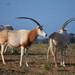 Horse Antelopes - Photo (c) jorgejuanrueda, all rights reserved, uploaded by jorgejuanrueda