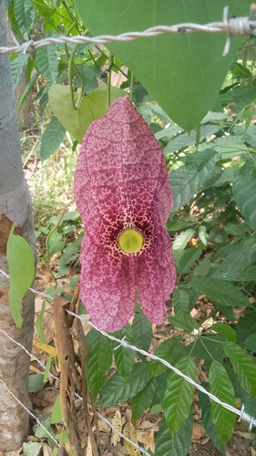 Brazilian Dutchman's Pipe