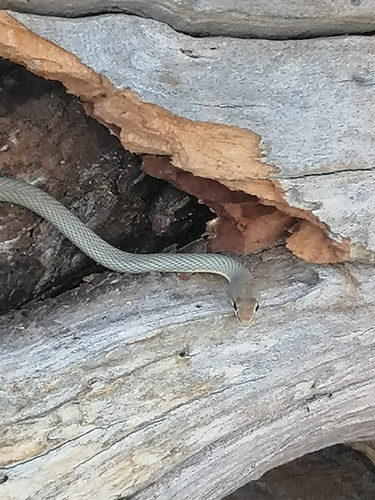 Western Sand Snake