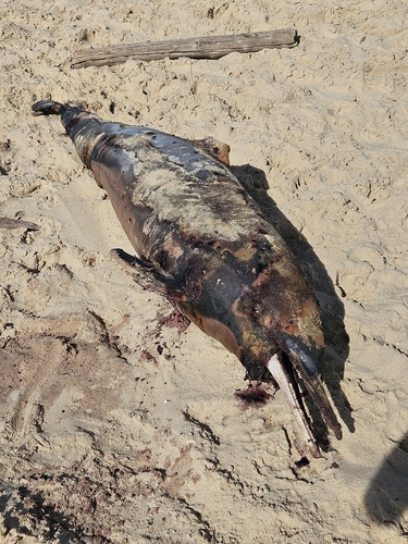 Delphinus delphis