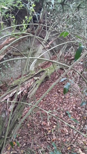 Anchor plant