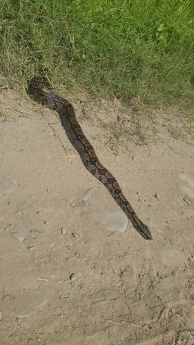 Central American Boa