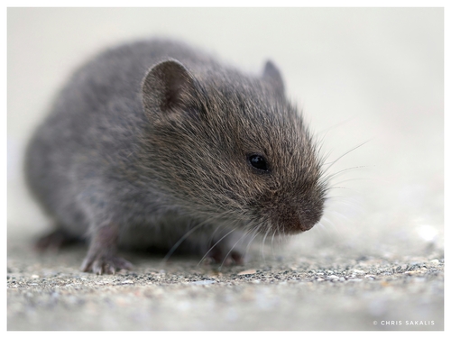 Thomas's Pine Vole (Microtus thomasi), listed as Least Concern on the IUCN Red List
