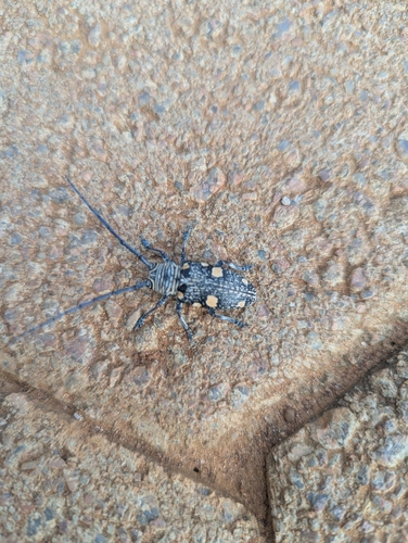 Zographus nivisparsus