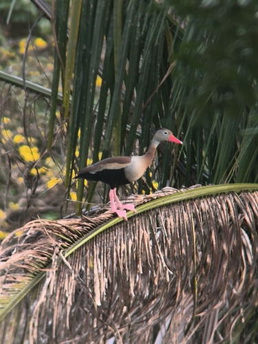 Black-bellied Whistling-Duck