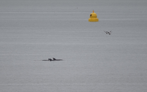 Tursiops truncatus