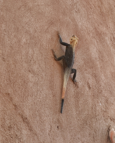Peters's Rock Agama