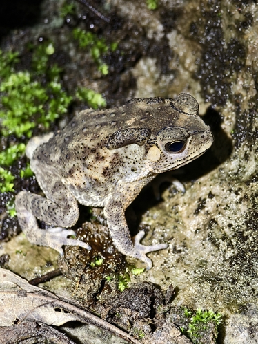 Asian Common Toad