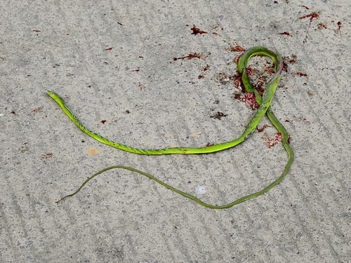 Oriental Whipsnake