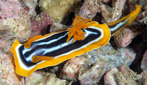 Chromodoris africana