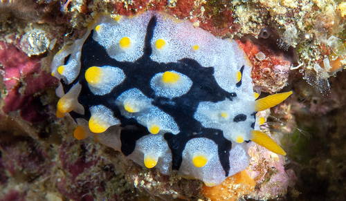 Phyllidia rueppelii