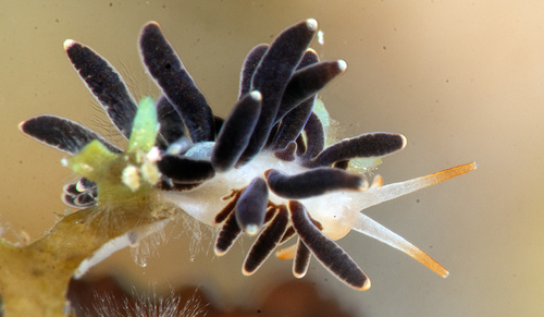 Cup Coral Nudibranch — seen at this dive site