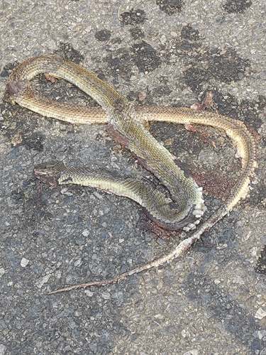 Indo-Chinese Rat Snake