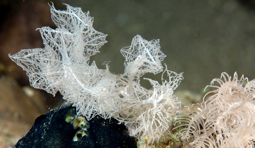 Melibe colemani — seen at this dive site