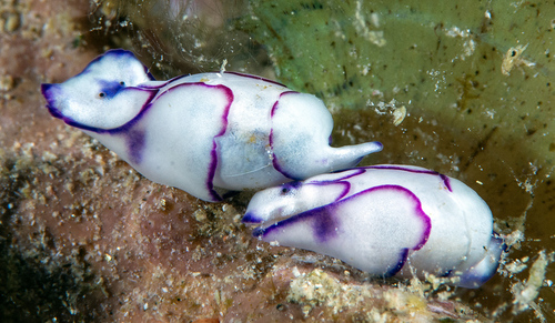 Lamprohaminoea ovalis