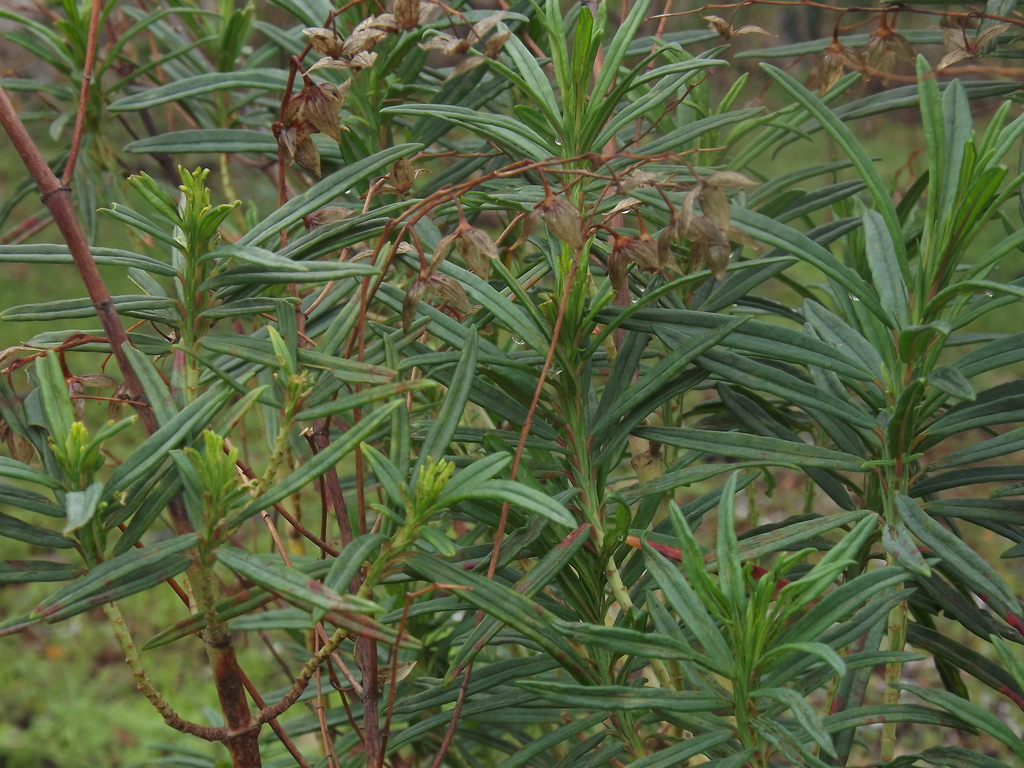 Jarilla de Taburiente