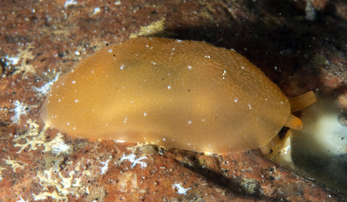 Berthellina citrina
