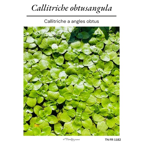 Angular Water-starwort