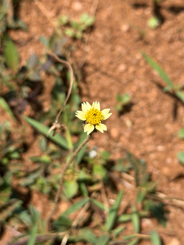 Tridax Daisy
