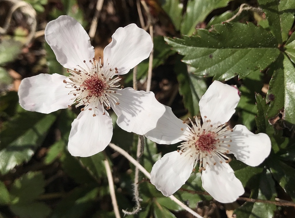 Southern Dewberry