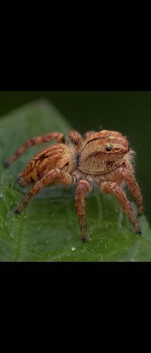 Carrhotus viduus