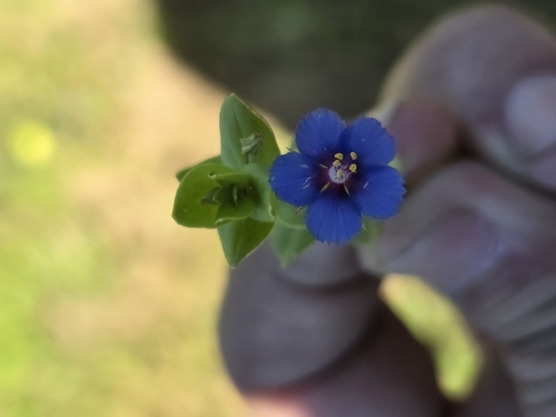 Blue Scarlet Pimpernel