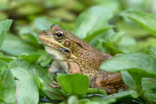 Pelophylax perezi