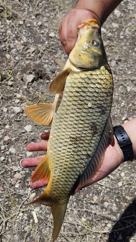 European Carp