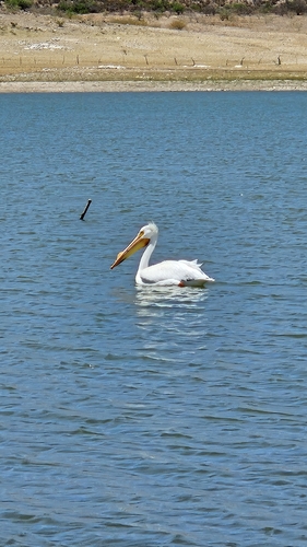 American White Pelican