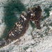 Observation photo