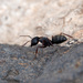 Camponotus rufoglaucus feae - Photo (c) Fero Bednar, all rights reserved, uploaded by Fero Bednar