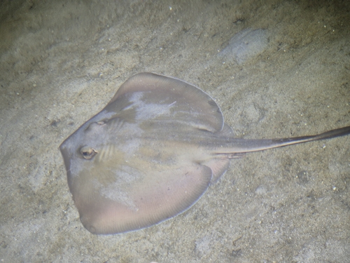 Trygonoptera testacea