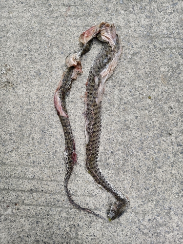 Trungkhanh Pitviper