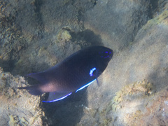 Canarian Damselfish