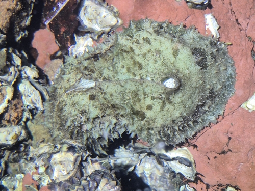 Dolabella auricularia