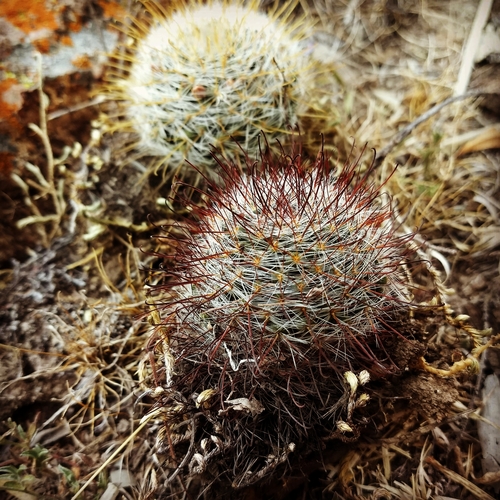 Mammillaria gilensis