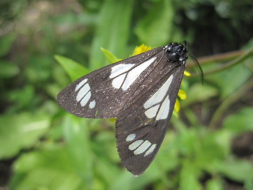 Police Car Moth