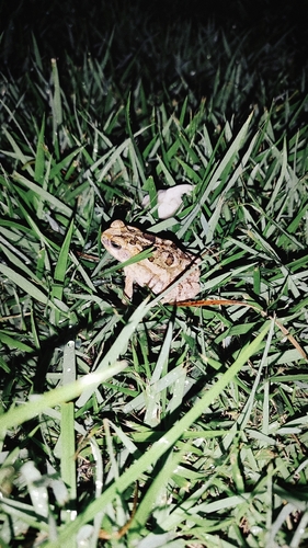Cururu Toad