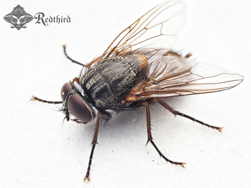 False Stable Fly