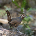 Chestnut-throated Huet-Huet - Photo (c) Dr John A Horsfall, all rights reserved, uploaded by Dr John A Horsfall