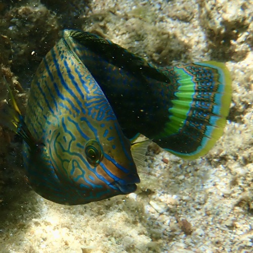 Halichoeres annularis