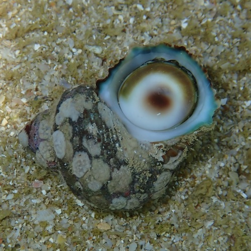 Turbo intercostalis